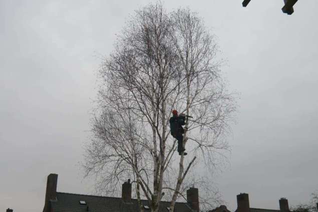 bomen rooien Bunde